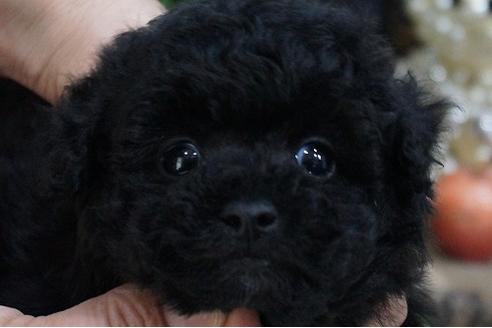 成約済の京都府のティーカッププードル-68289の1枚目