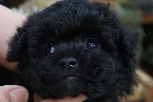 成約済の京都府のティーカッププードル-68289の3枚目