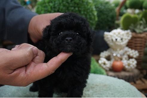 成約済の京都府のティーカッププードル-68289の2枚目