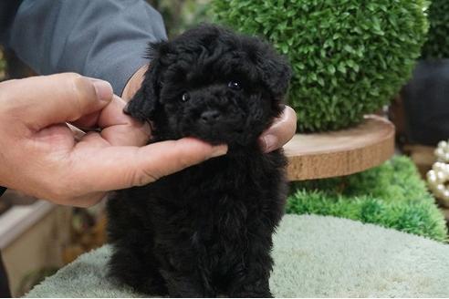 成約済の京都府のティーカッププードル-68293の3枚目