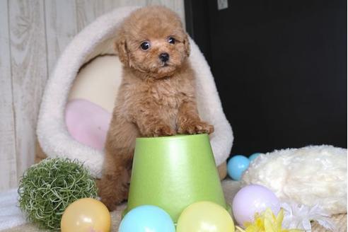 成約済の滋賀県のトイプードル-67473