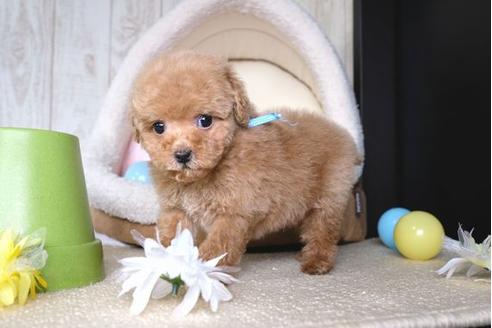 成約済の滋賀県のトイプードル-67473の5枚目