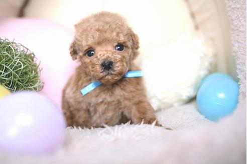 成約済の滋賀県のトイプードル-67473の2枚目