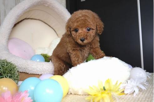 成約済の滋賀県のトイプードル-67475