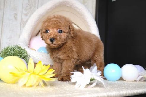 成約済の滋賀県のトイプードル-67475の5枚目