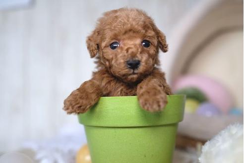 成約済の滋賀県のトイプードル-67475の3枚目