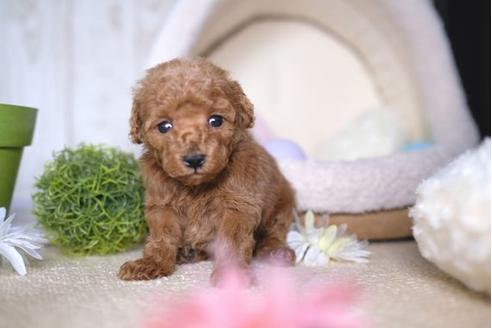 成約済の滋賀県のトイプードル-67475の2枚目