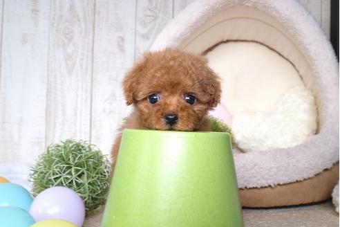 成約済の滋賀県のトイプードル-67920の1枚目