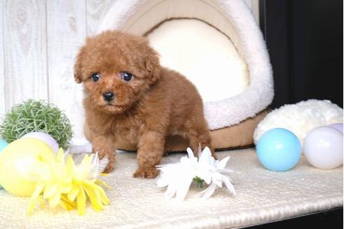 成約済の滋賀県のトイプードル-67920の5枚目