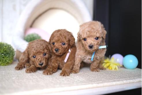 成約済の滋賀県のトイプードル-67920の4枚目