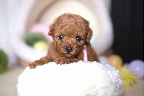 成約済の滋賀県のトイプードル-67920の3枚目