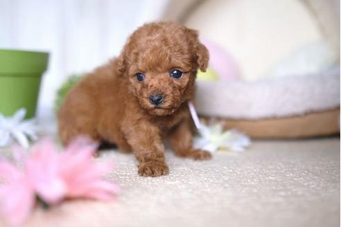 成約済の滋賀県のトイプードル-67920の2枚目