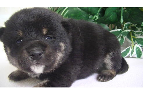 成約済の福岡県の豆柴-67431の5枚目