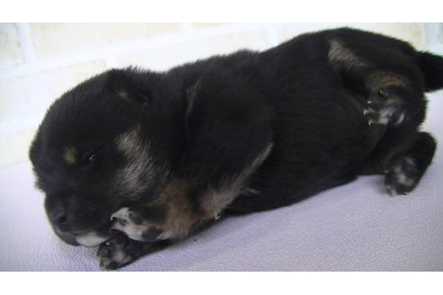 成約済の福岡県の豆柴-67431の4枚目