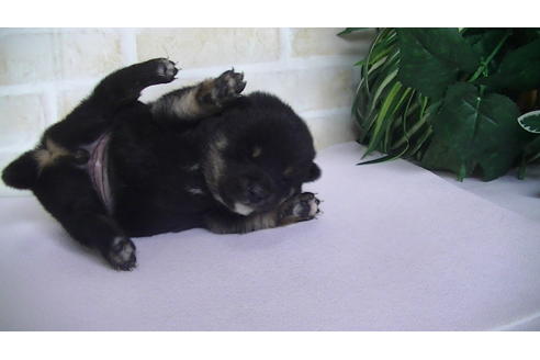 成約済の福岡県の豆柴-67431の3枚目