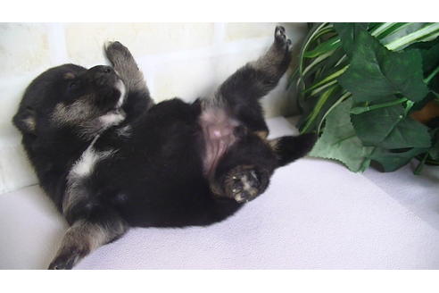 成約済の福岡県の豆柴-67431の1枚目