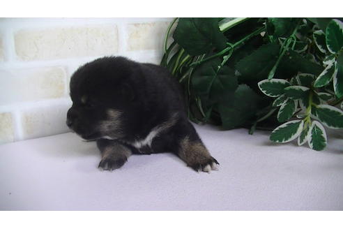 成約済の福岡県の豆柴-67431の2枚目