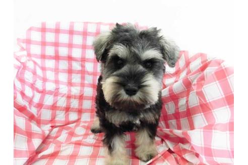 成約済の福岡県のミニチュアシュナウザー-68346