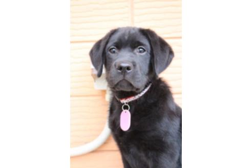 成約済の茨城県のラブラドールレトリーバー-66250の7枚目