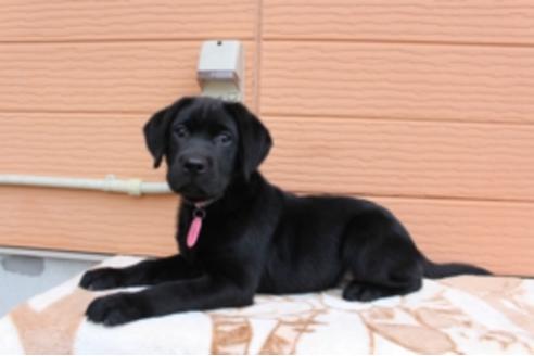 成約済の茨城県のラブラドールレトリーバー-66250の6枚目