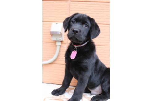 成約済の茨城県のラブラドールレトリーバー-66250の5枚目