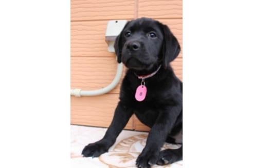 成約済の茨城県のラブラドールレトリーバー-66250の3枚目