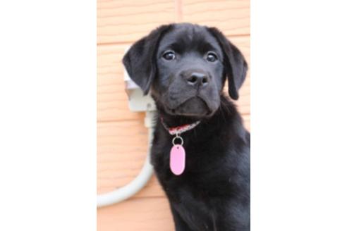 成約済の茨城県のラブラドールレトリーバー-66250の2枚目