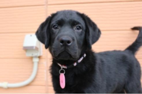 成約済の茨城県のラブラドールレトリーバー-66251の1枚目