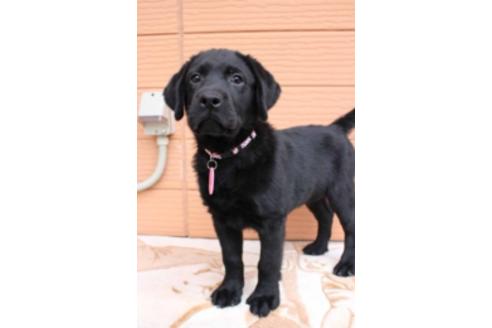 成約済の茨城県のラブラドールレトリーバー-66251の8枚目