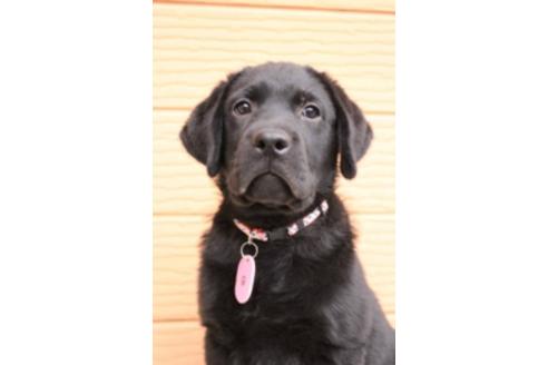 成約済の茨城県のラブラドールレトリーバー-66251の7枚目