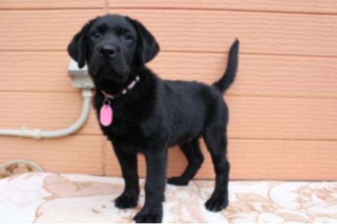 成約済の茨城県のラブラドールレトリーバー-66251の6枚目