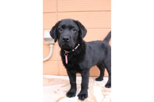 成約済の茨城県のラブラドールレトリーバー-66251の5枚目