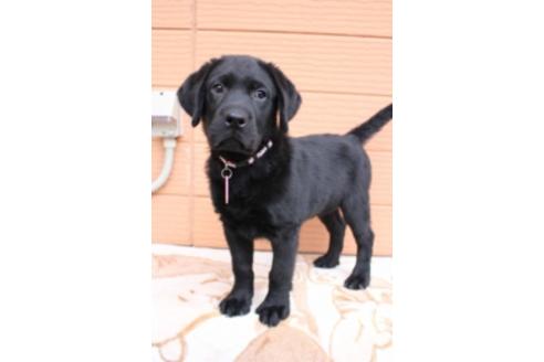 成約済の茨城県のラブラドールレトリーバー-66251の4枚目