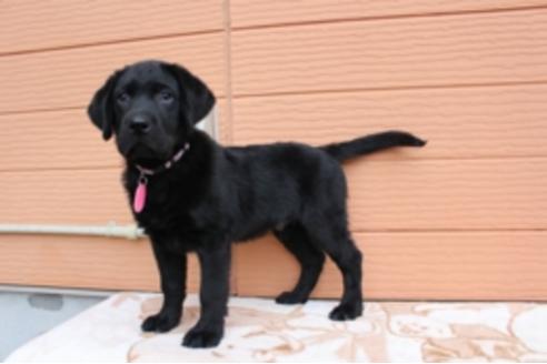成約済の茨城県のラブラドールレトリーバー-66251の3枚目