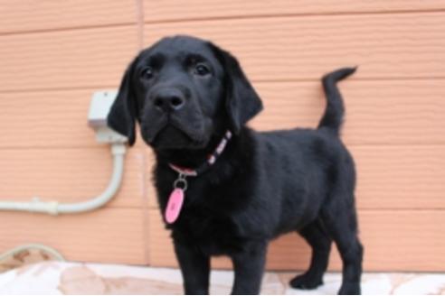 成約済の茨城県のラブラドールレトリーバー-66251の2枚目