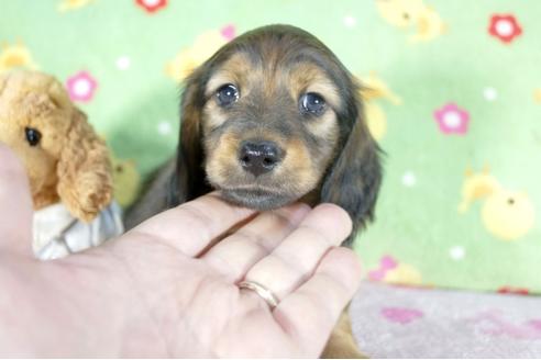 成約済の兵庫県のミニチュアダックスフンド(ロングヘアード)-68421の1枚目