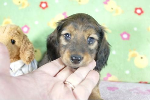 成約済の兵庫県のミニチュアダックスフンド(ロングヘアード)-68421の3枚目