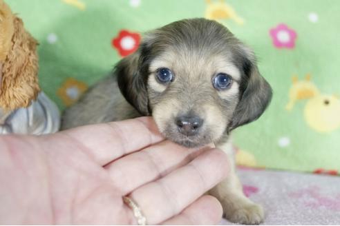 成約済の兵庫県のミニチュアダックスフンド(ロングヘアード)-68423の1枚目