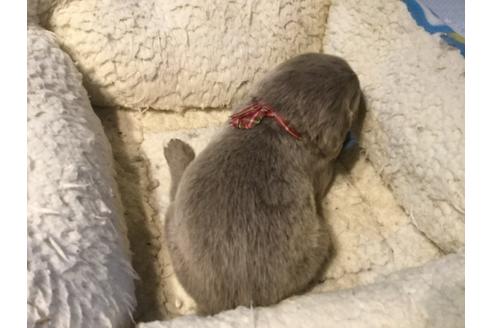 成約済の静岡県のワイマラナー-66797の6枚目