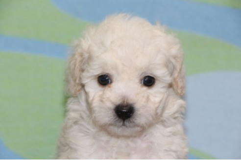 成約済の千葉県のトイプードル-68450の10枚目