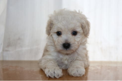 成約済の千葉県のトイプードル-68450の9枚目