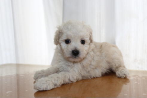 成約済の千葉県のトイプードル-68450の8枚目