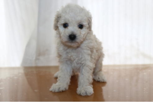 成約済の千葉県のトイプードル-68450の7枚目