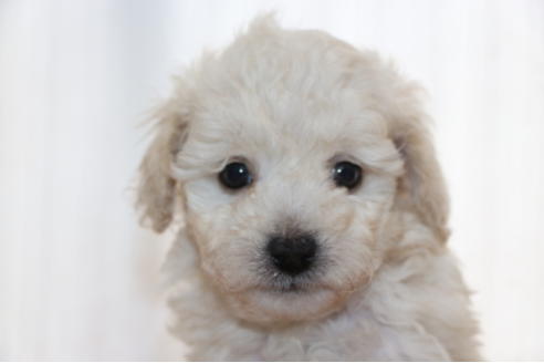 成約済の千葉県のトイプードル-68450の6枚目