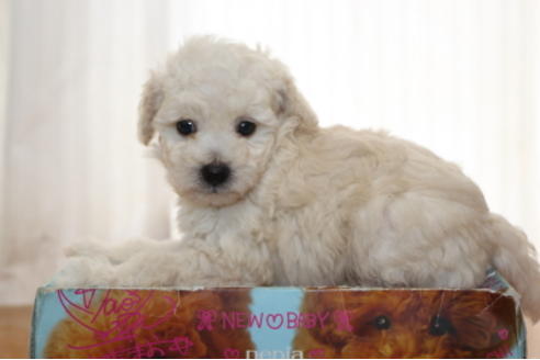 成約済の千葉県のトイプードル-68450の5枚目