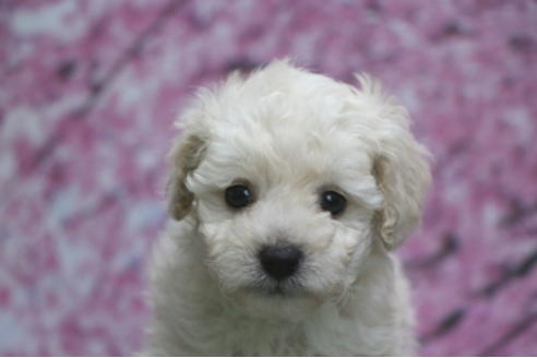 成約済の千葉県のトイプードル-68450の1枚目