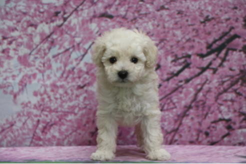 成約済の千葉県のトイプードル-68450の4枚目