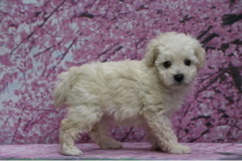 成約済の千葉県のトイプードル-68450の3枚目