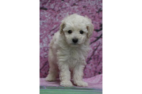 成約済の千葉県のトイプードル-68450の2枚目