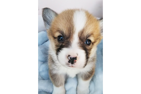 成約済の岩手県のウェルシュコーギーペンブローク-68378の12枚目